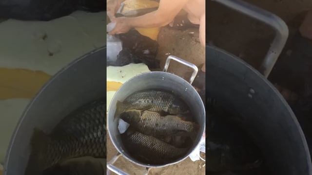 Рыбалка на шардаре 2018 смотреть онлайн