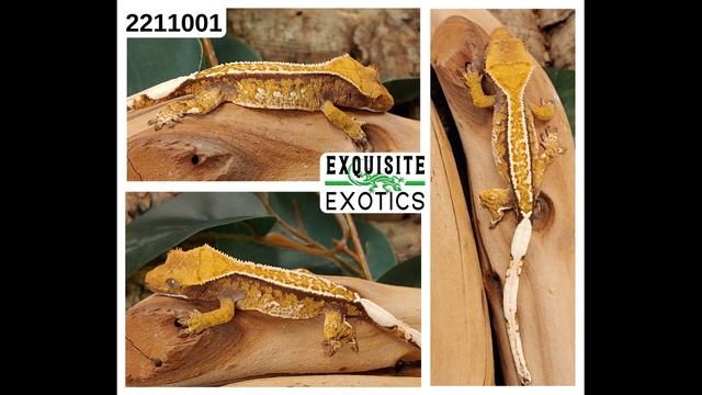 Animals Available - 6/18/2022 смотреть онлайн