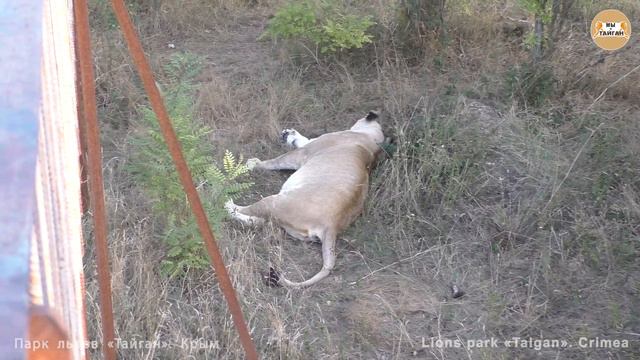 Сколько туристов недосчиталось своих шляпок?))) Львиная жизнь в Тайгане. Lions Taigan. смотреть онлайн