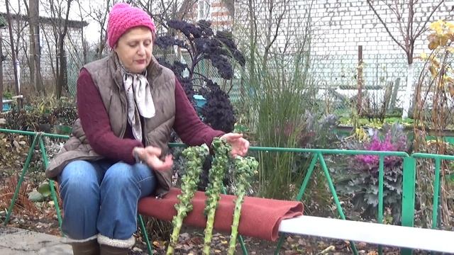 Брюссельская капуста НЕ удалась. Почему? смотреть онлайн