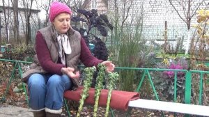 Брюссельская капуста НЕ удалась.  Почему?