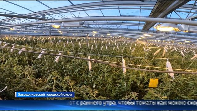 Тюменские агрономы научились выращивать томаты без земли и солнца смотреть онлайн