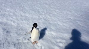 Вот какие звуки издают пингвины | забавные животные