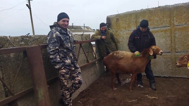Гиссарские матки Грубого типа с моего хозяйство, продажа после осенней банетеровки /, +79054444790 смотреть онлайн