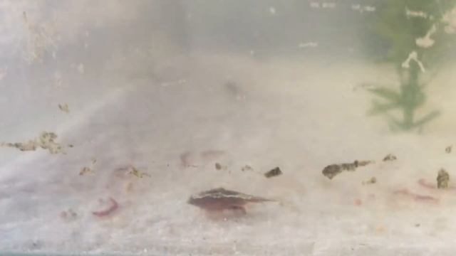 Triops Granarius frisst Mückenlarve смотреть онлайн