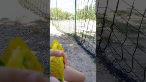 кушаем сухой ролтон!