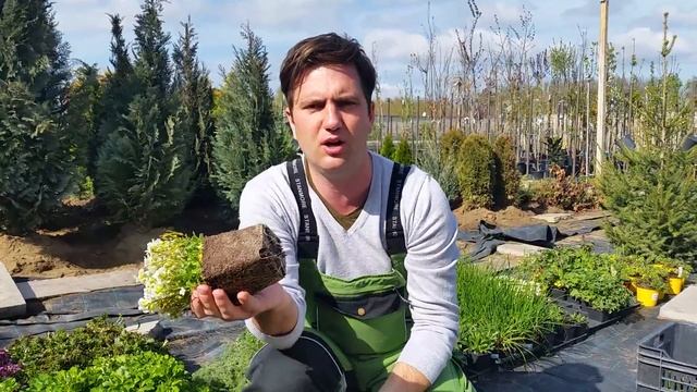 Arabis Caucasica 'Little Treasure White'   Kaukázusi Fehér Ikravirág