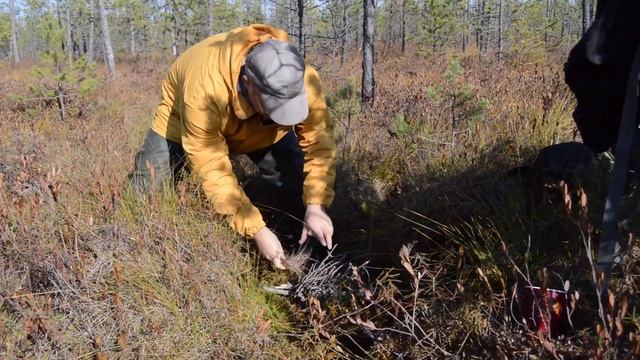 За клюквой на Бабушкино болото. Лайфхаки. Легенда о бабушке. Как собирать клюкву. Тест на багульник смотреть онлайн
