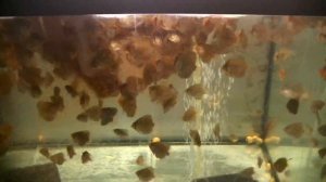 Супер корм для поднятия малька. Кормление Дискусов