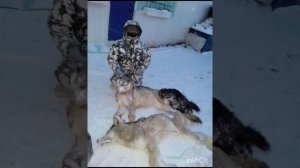 Волчатник из Якутии, результат за 3 года, 42 волка.