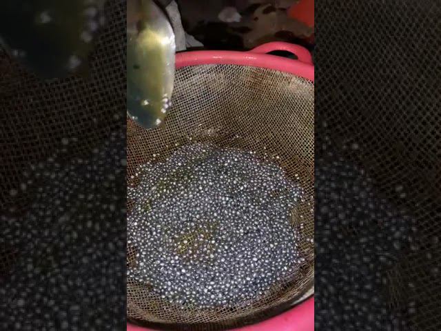 Как лили дробь в 90-е: Возвращаемся к истокам! #охота #охотаназайца #охотанагуся #hunting смотреть онлайн