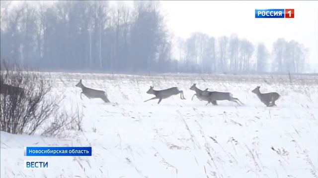 Животные в заказниках Новосибирской области смотреть онлайн