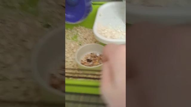 Первый ролик от Алёны. " Мои домашние питомцы" смотреть онлайн