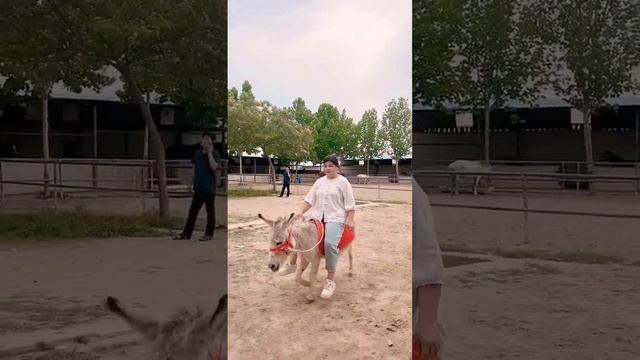 How much is a small donkey смотреть онлайн