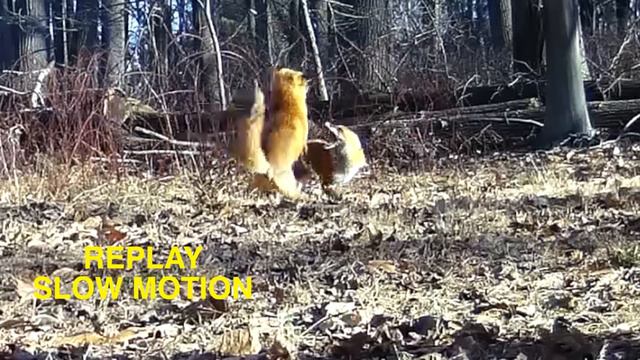 Trail Camera: Foxes Mating! смотреть онлайн