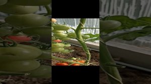 томат Соседская зависть обзор и дегустация