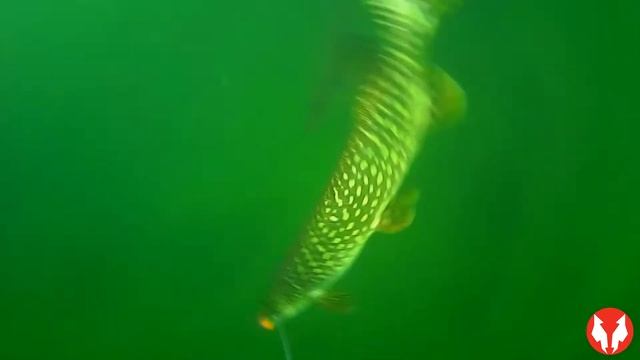 Pike Spin Fishing with Blue Fox Spoon смотреть онлайн