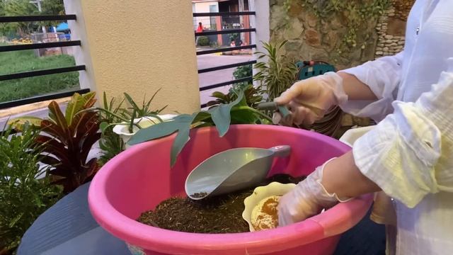 MY DRAGON TAIL | ABOUT | PUGOT METHOD | PROPAGATION | PLANT CARE | VLOG #14 смотреть онлайн