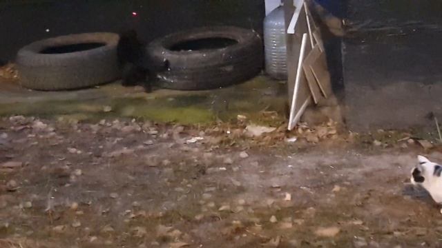 Зимние игры дворян!? Кастрированный 11.11.23 Каспер играет! 18.11.23 смотреть онлайн