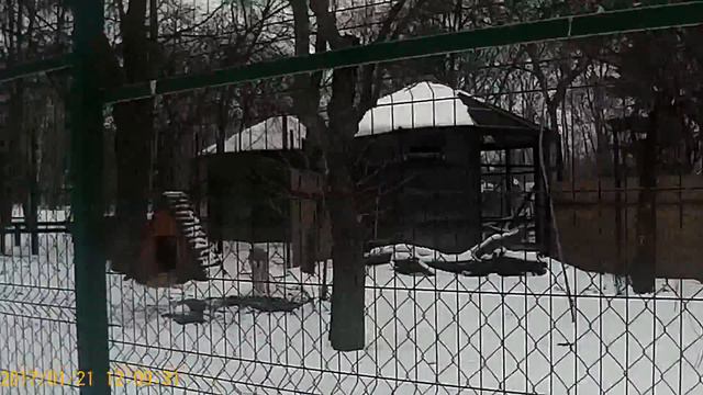 Зоопарк Киев смотреть онлайн