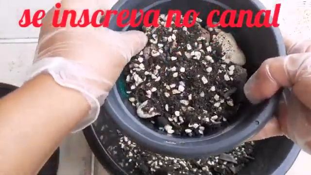 ??Replante echeveria Melaco e Croma ?? смотреть онлайн