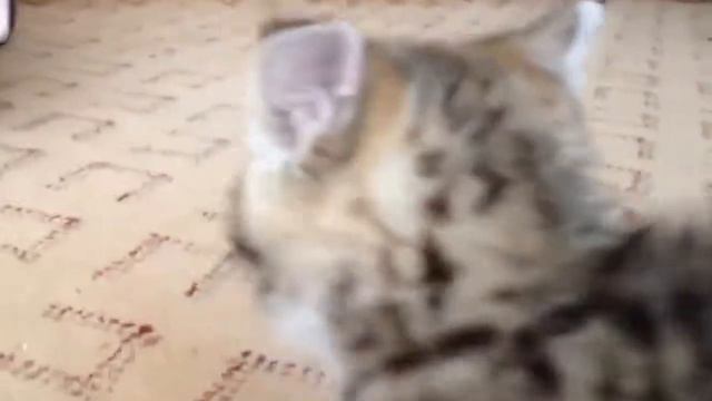 кавказская кошка ШОК смотреть онлайн