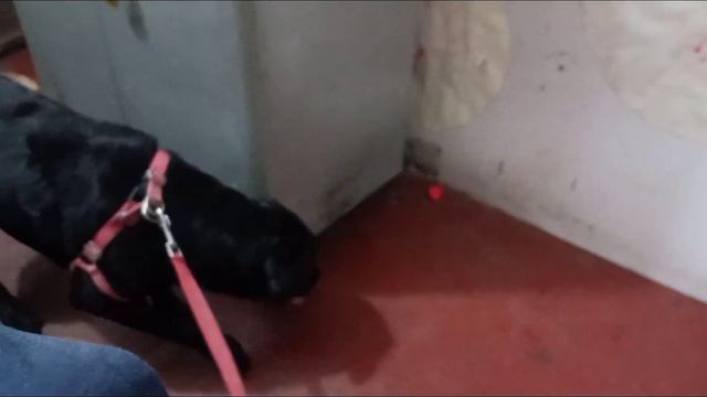 Bruno ki report aa gayi || Ishika Jaiswal. смотреть онлайн