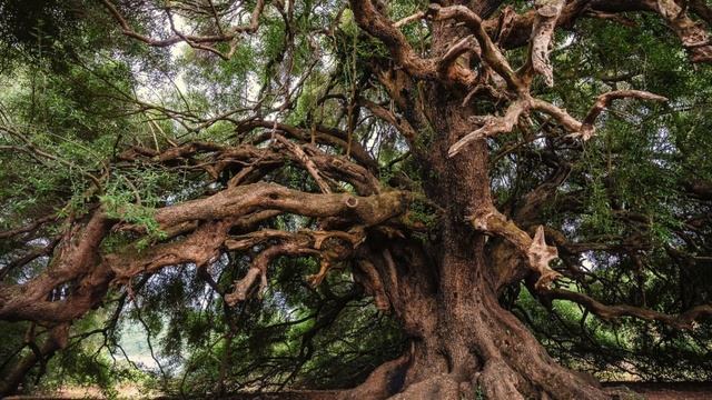 Ancient Olympic Games | Ancient Greece's Greatest Sporting Spectacle