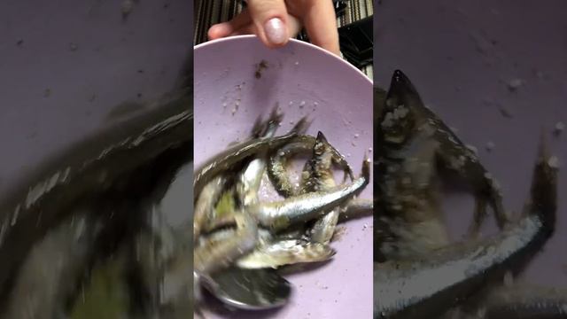 Маринованная малосольная мойва готовим вместе с Еленой Гребенюк смотреть онлайн
