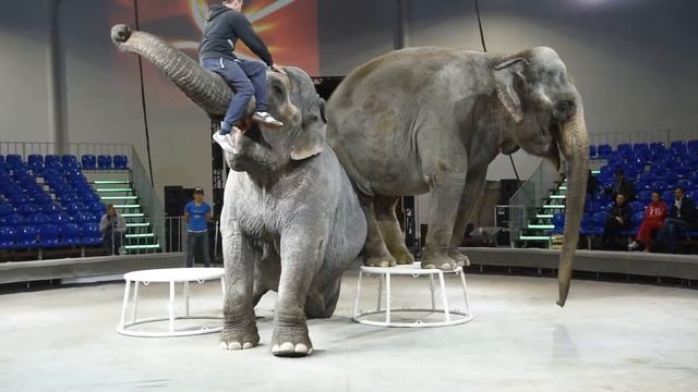 Цирк больших зверей в Сокольниках смотреть онлайн