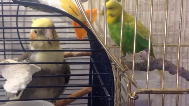 Рича. Попугай Корелла выздоровела за 1 мес. после удара током. Можно ли Укроп попугаю. смотреть онлайн