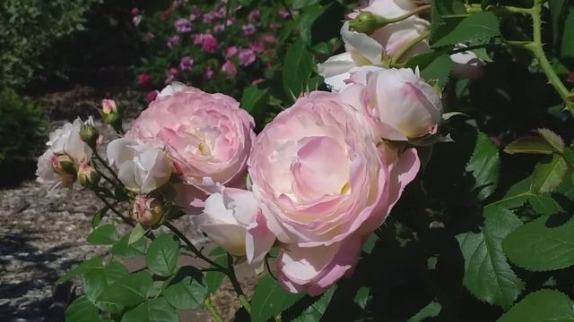 Две розы с одинаковым именем и разными фамилиями. Съемка 5 июля смотреть онлайн