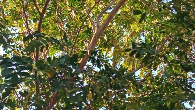 Жёлтые птички и гнёзда на пальмах)) смотреть онлайн