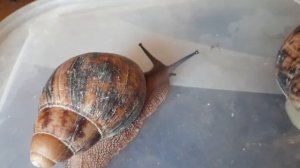 Ахатины и Архахатины,чем отличаются,и их поведение.??