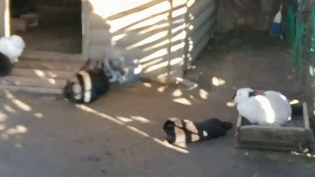 Северный Склон СПБ . Токсово Ленинградская область Мини зоопарк на Северном Склоне в Токсово смотреть онлайн