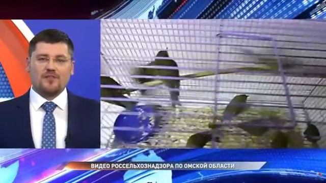 Синехвостки смотреть онлайн