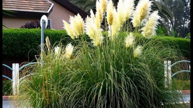 Компаньоны для роз. Выпуск 2 смотреть онлайн