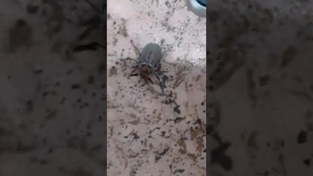 жук олень смотреть онлайн
