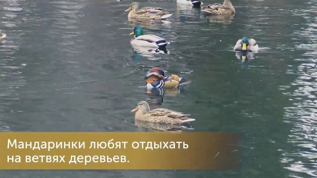 Утка мандаринка в Челябинске. смотреть онлайн
