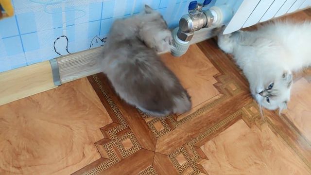 😻 Продаётся породистый котёнок 😻 Вислоухая чистокровная ШОТЛАНКА 😻 Скоттиш фолд от 8 06 2023 😻 смотреть онлайн