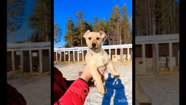 Саянск, Иркутская область. Центр передержки животных... смотреть онлайн