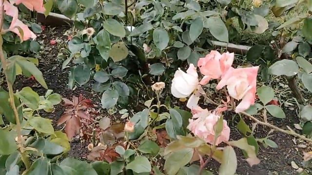 38. America’s Best Rose Garden Tour part-1 - 190 से भी ज्यादा तरह के गुलाब एक साथ смотреть онлайн
