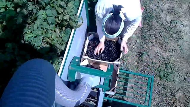 Комбайн для уборки черной смородины. berry harvester смотреть онлайн
