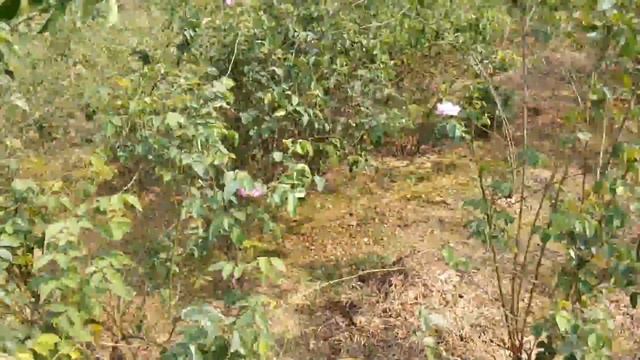 Damask Rose India (Rosa damascena) - [Supplier & Exporter] Hydrosol, Essential Oil & Absolute смотреть онлайн