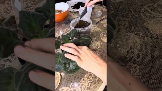 Пересадка фиалки Морской Волк. Что будет с семенами мурайи. смотреть онлайн