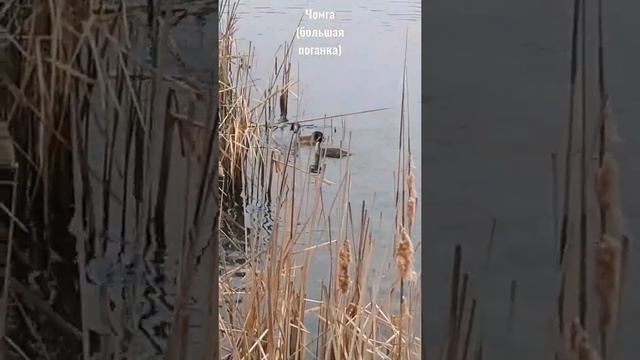 Май. Гнездование птиц. #большаяпоганка#чомга смотреть онлайн
