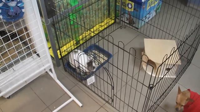 Купить вольер смотреть онлайн