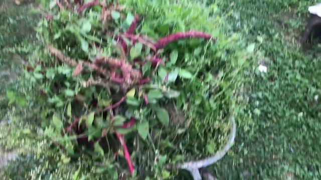 Что делаю в ожидании первых яиц \\ Можно ли давать картошку курам \\Польза Амаранта для кур смотреть онлайн