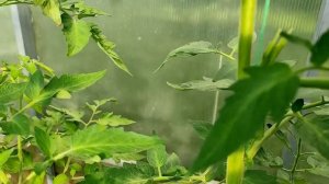 ??ФОРМИРОВАНИЕ ТОМАТОВ В ОДИН, ДВА И ТРИ СТЕБЛЯ  на практике. СПРАШИВАЕТЕ - ОТВЕЧАЮ