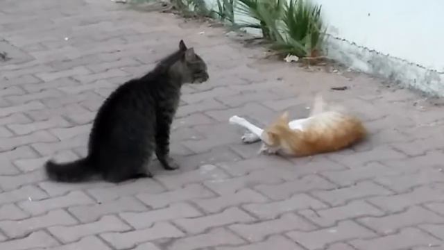 Рыжая, не своди с ума парней смотреть онлайн